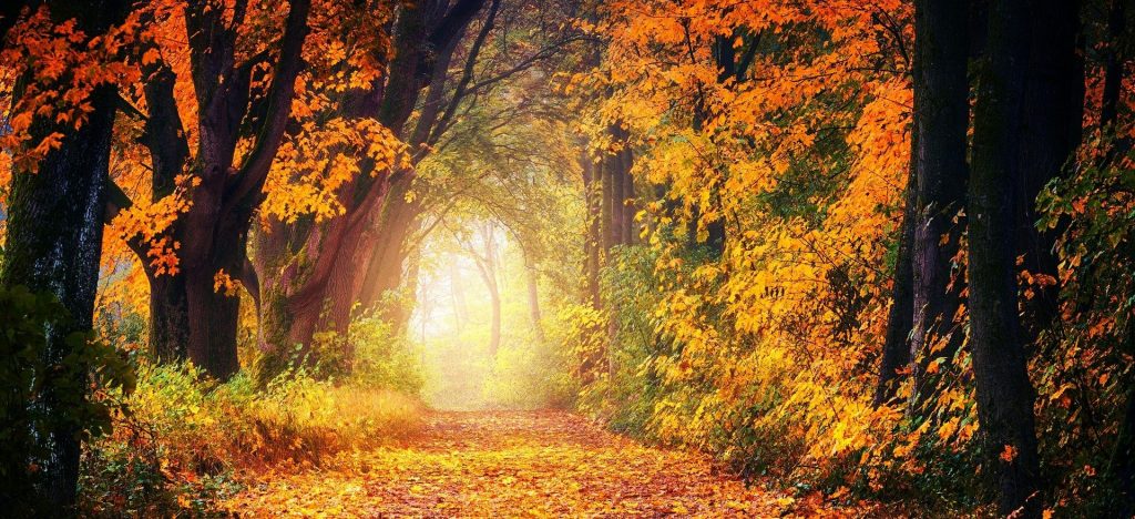 herbst calaidoskop Leipzig