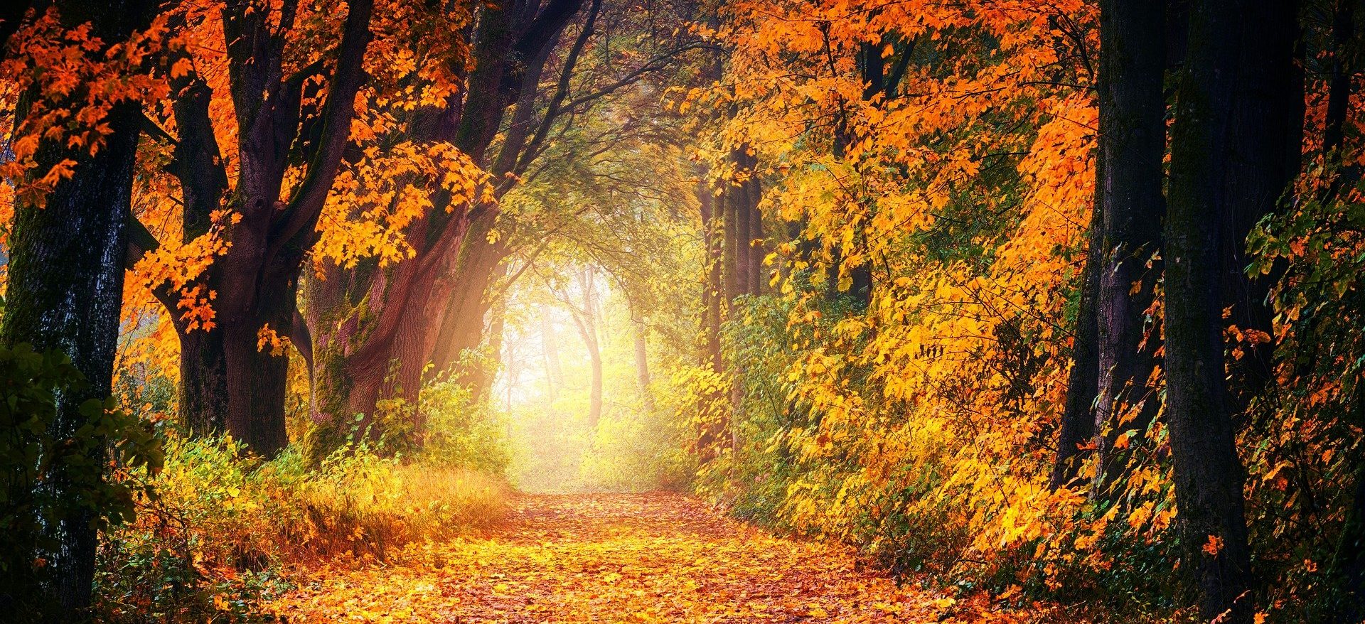 herbst calaidoskop Leipzig